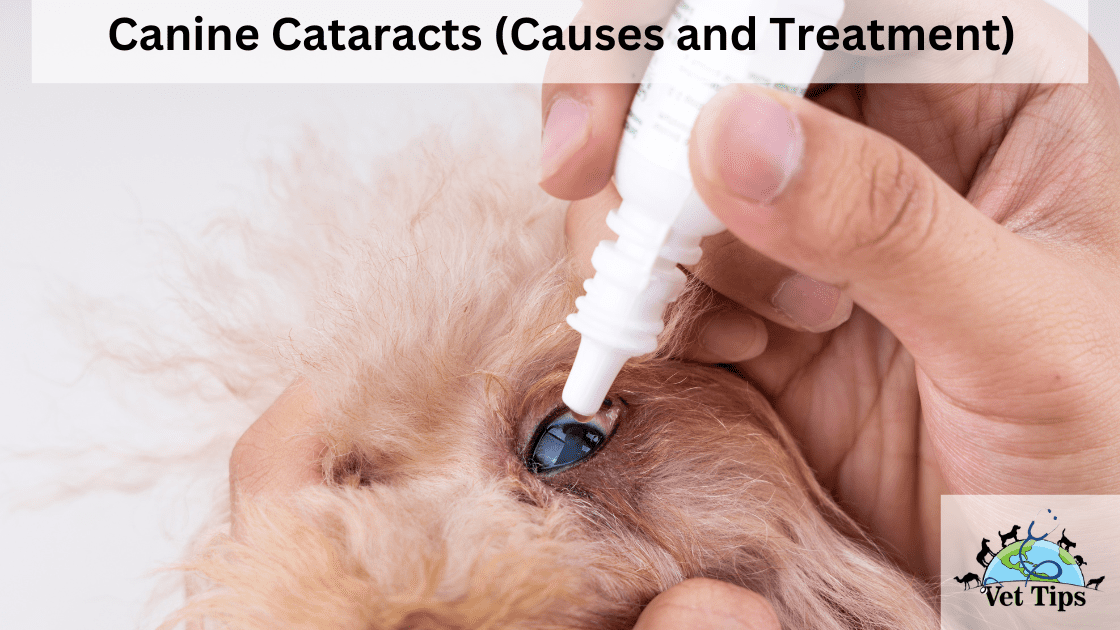 Canine Cataracts (Causes and Treatment)