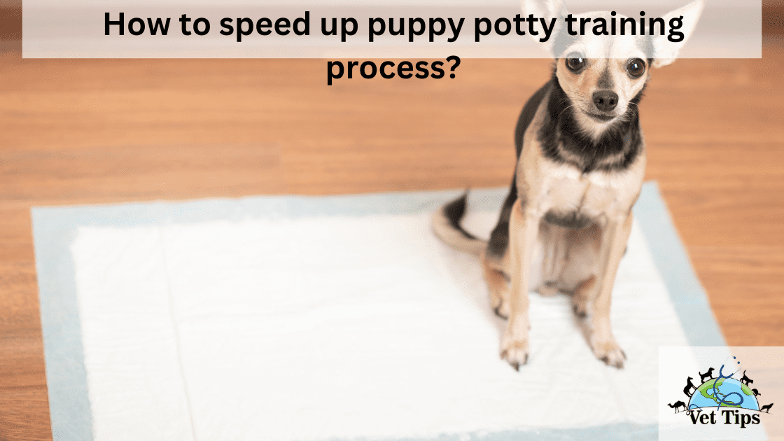 How to speed up puppy potty training process?