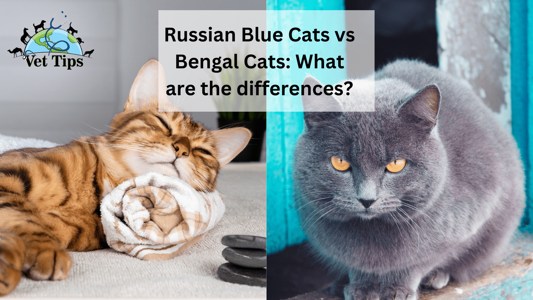 Russian Blue Cats vs Bengal Cats: What are the differences?