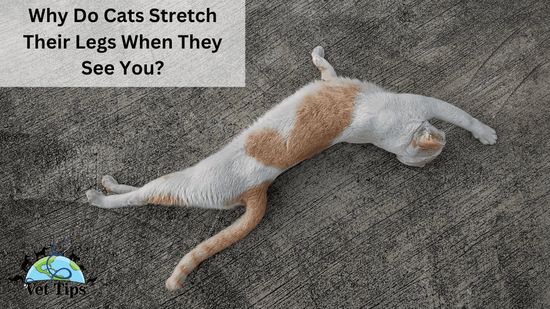 Why Do Cats Stretch Their Legs When They See You?