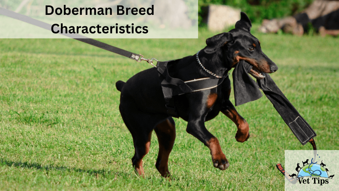 Doberman Breed Characteristics