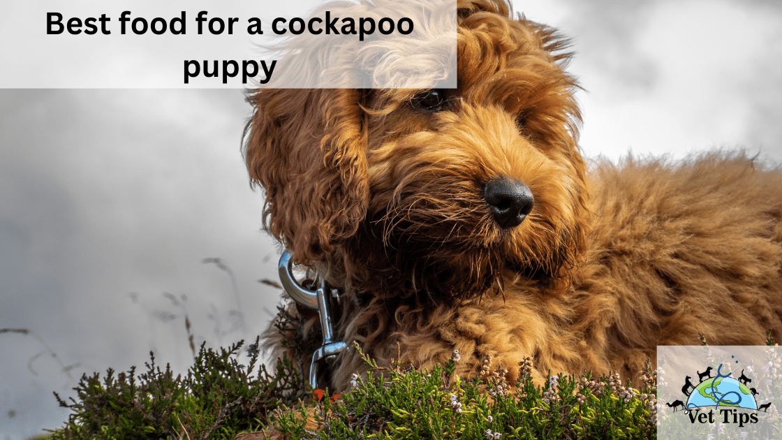Best food for a cockapoo puppy