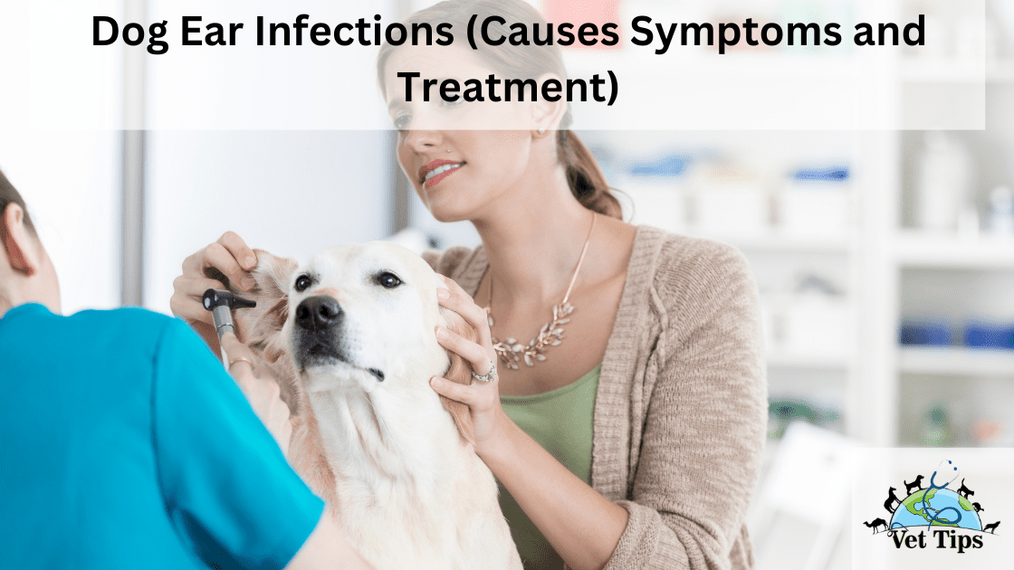 Dog Ear Infections (Causes Symptoms and Treatment)