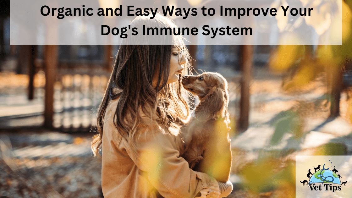 Organic and Easy Ways to Improve Your Dog's Immune System
