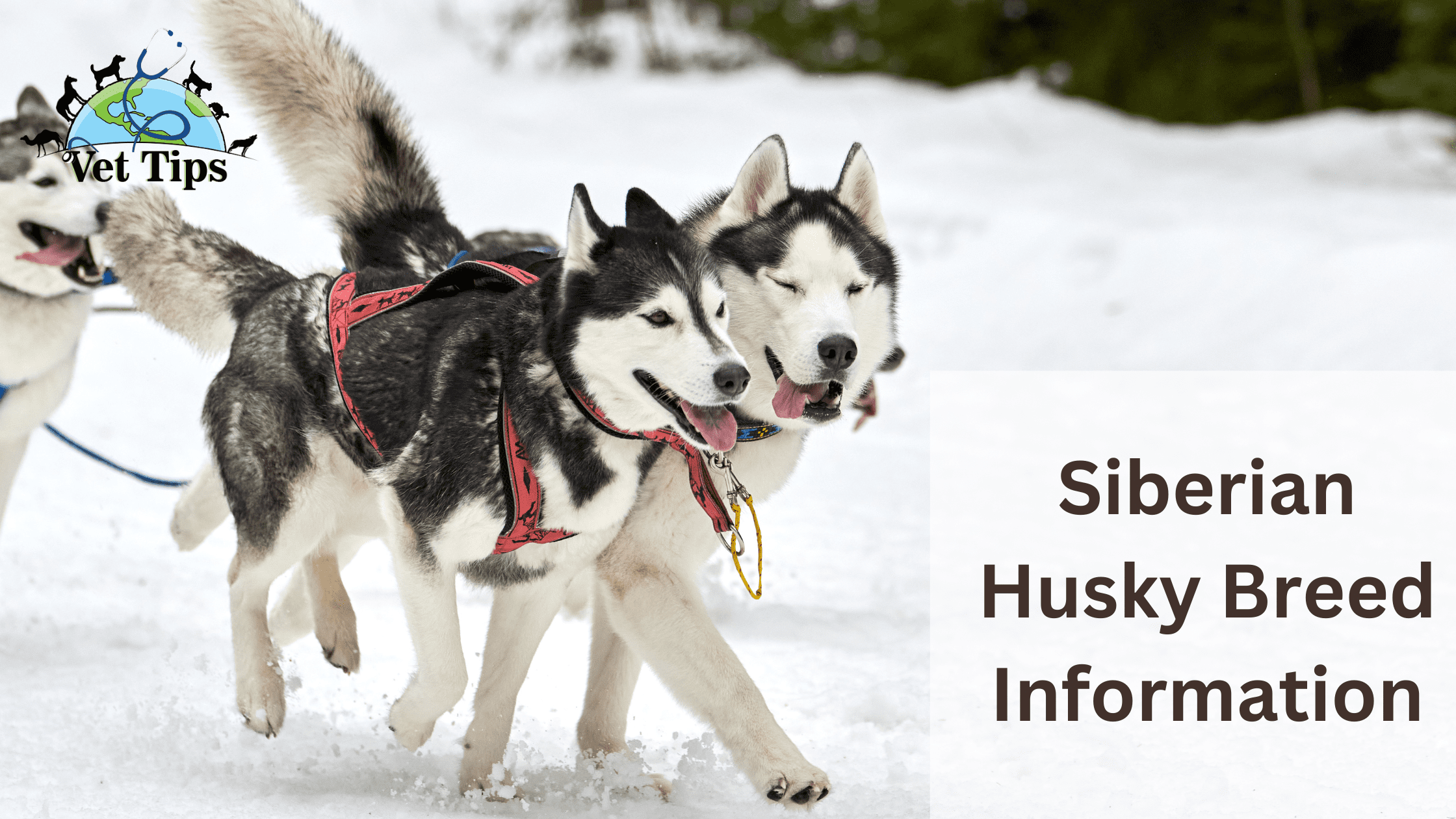 Siberian Husky Breed Information