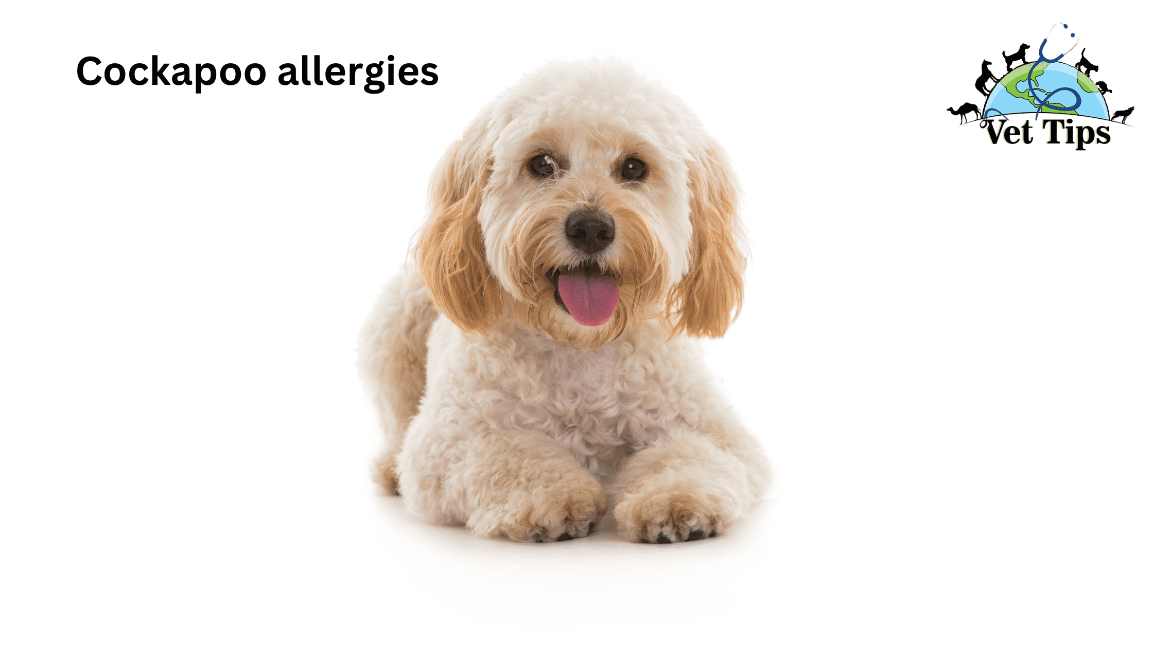 Cockapoo allergies