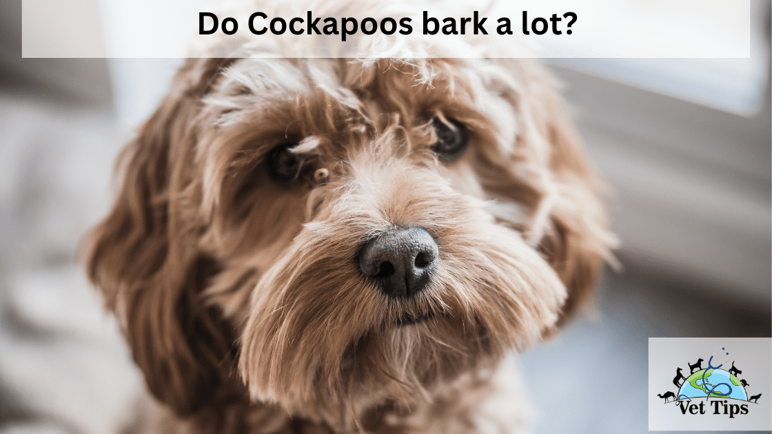 Do Cockapoos bark a lot?