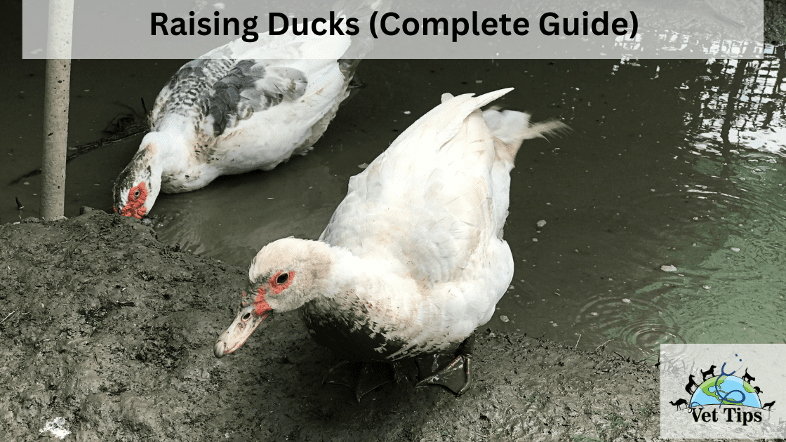 Raising Ducks (Complete Guide)