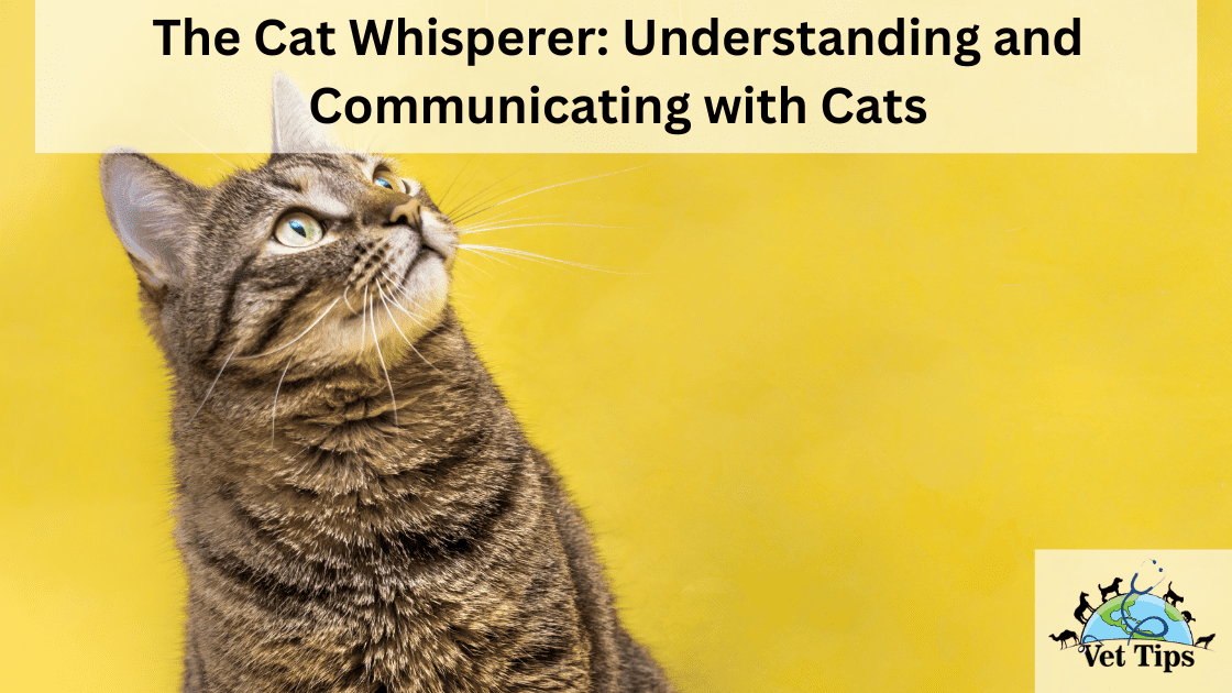 The Cat Whisperer: Understanding and Communicating with Cats