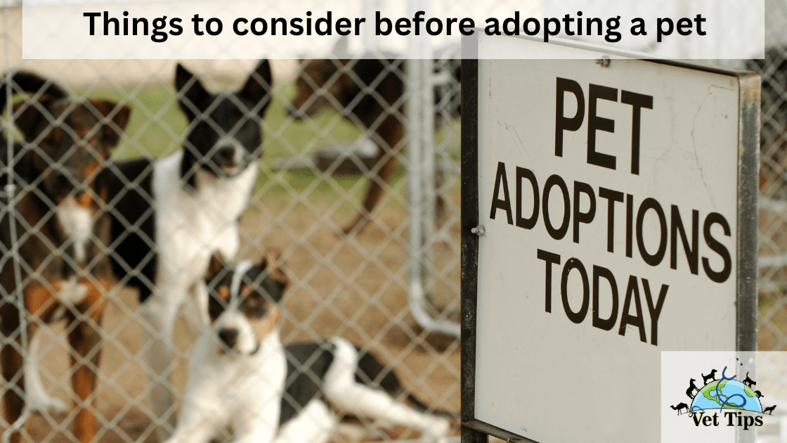 Things to Consider Before Adopting a Pet