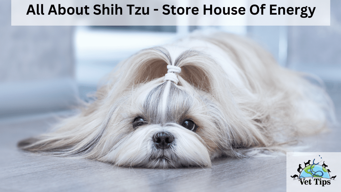 All About Shih Tzu - Store House Of Energy