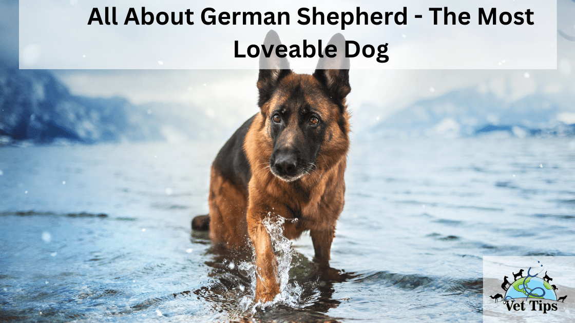 All About German Shepherd - The Most Loveable Dog