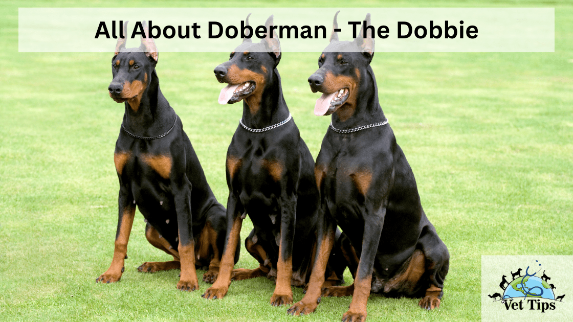All About Doberman - The Dobbie