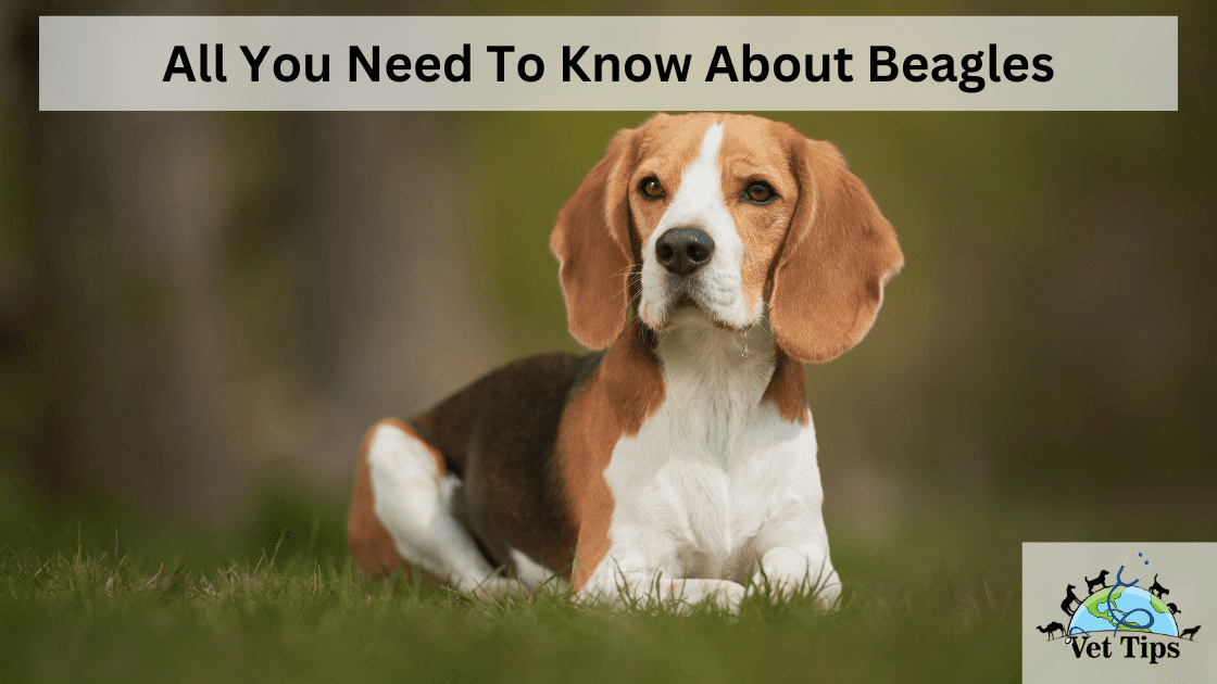 All You Need To Know About Beagles