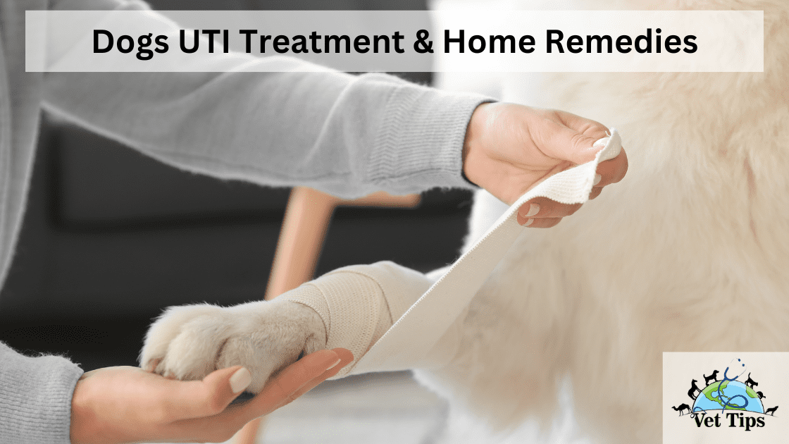 Dogs UTI Treatment & Home Remedies