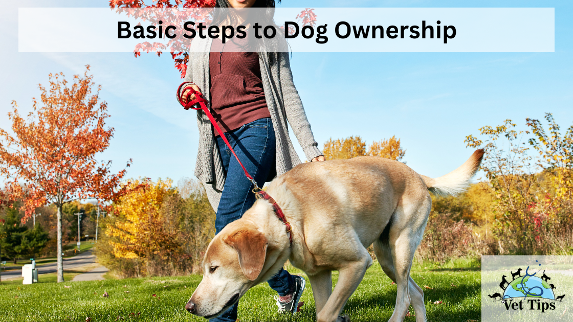 Basic Steps to Dog Ownership