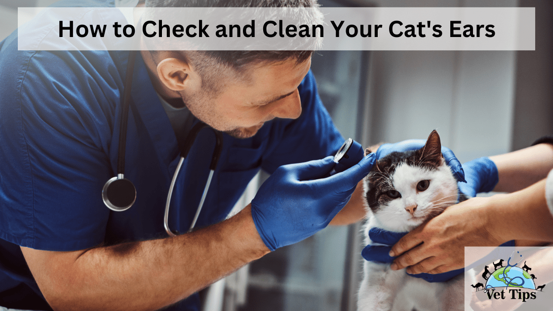 How to Check and Clean Your Cat's Ears