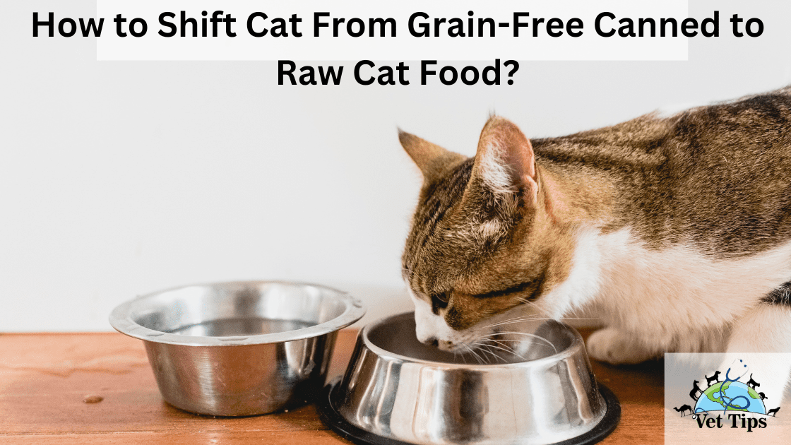 How to Shift Cat From Grain-Free Canned to Raw Cat Food?