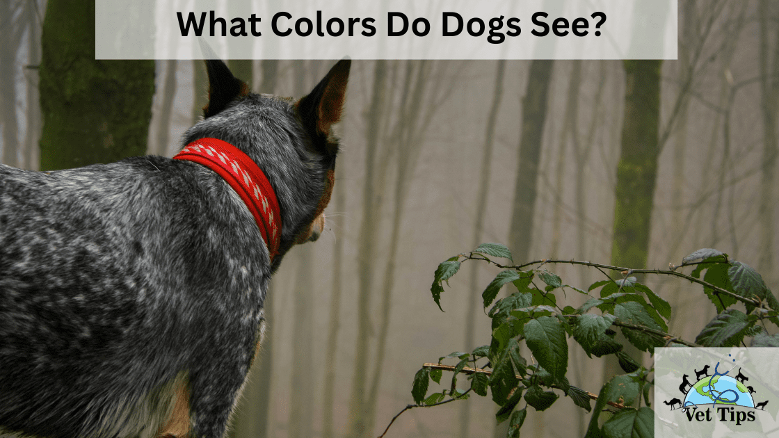 What Colors Do Dogs See?