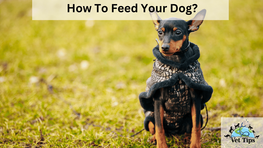 How To Feed Your Dog?