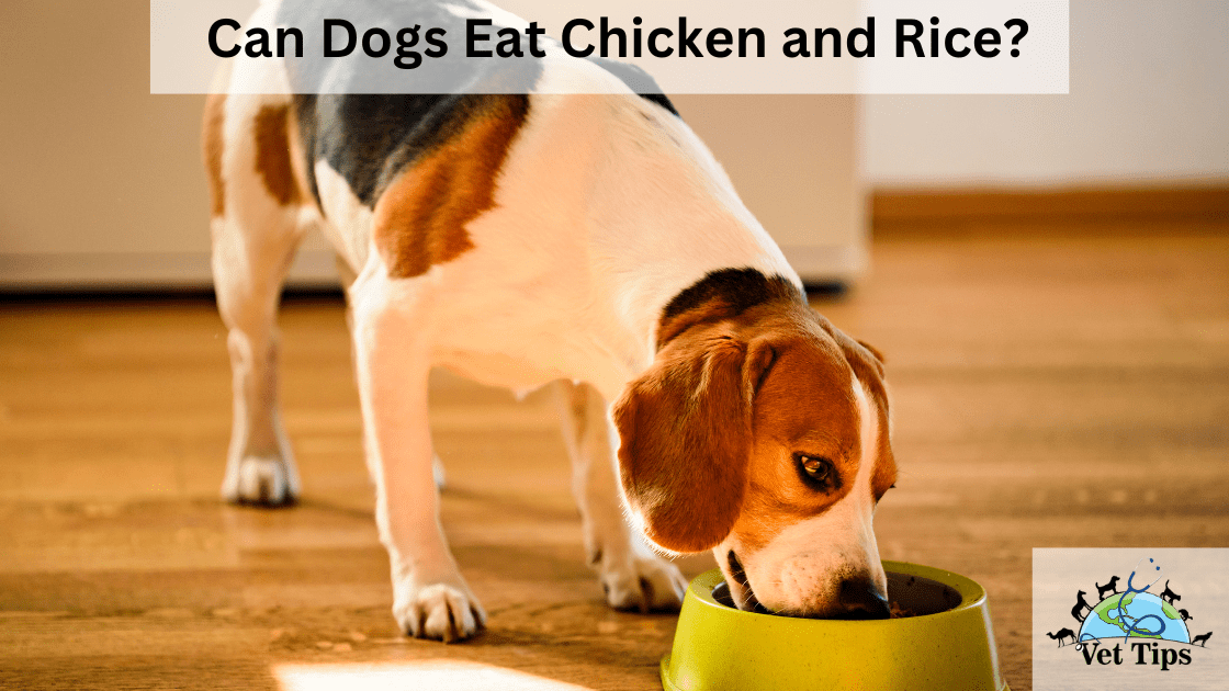 Can my dog eat chicken and rice?