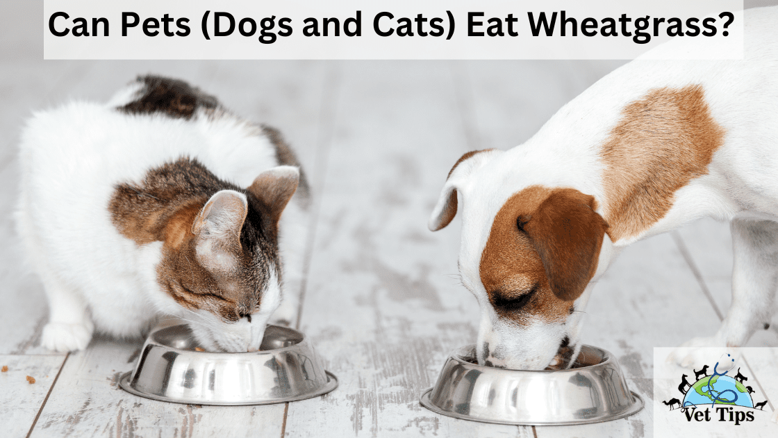 Can Pets (Dogs and Cats) Eat Wheatgrass?