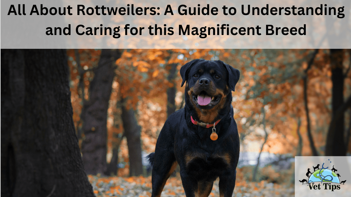 All About Rottweilers: A Guide to Understanding and Caring for this Magnificent Breed