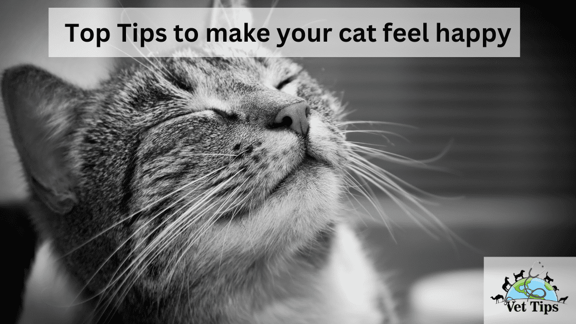 Top Tips to make your cat feel happy