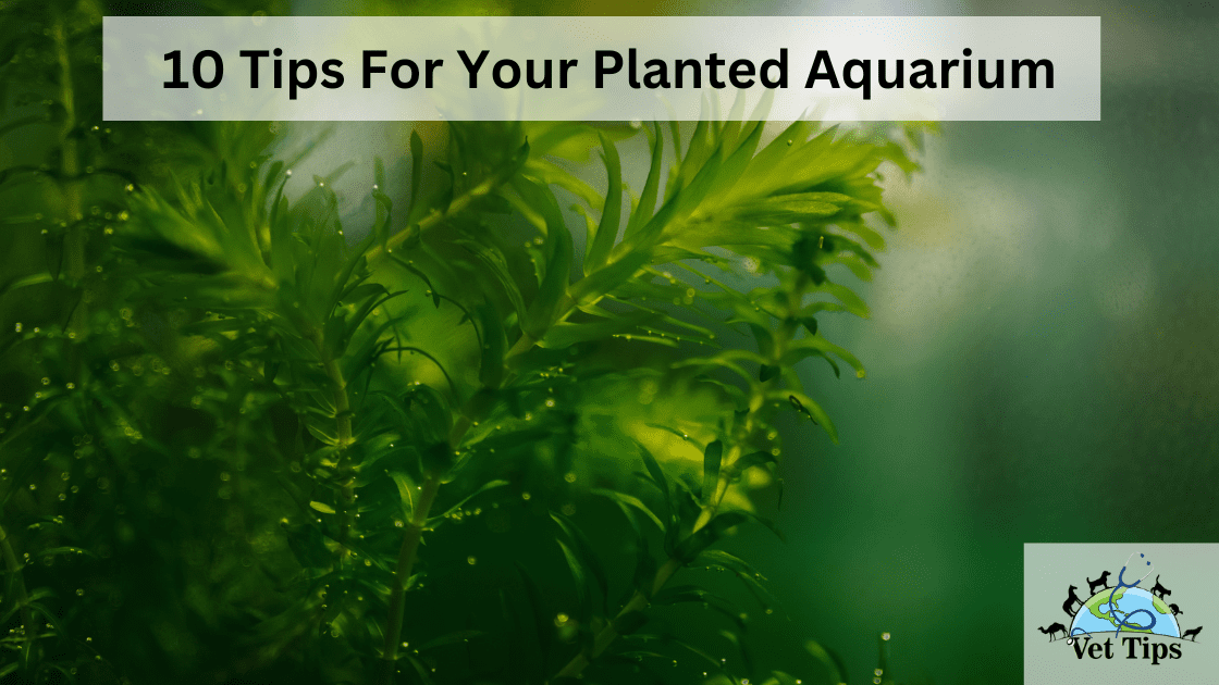 10 Tips For Your Planted Aquarium