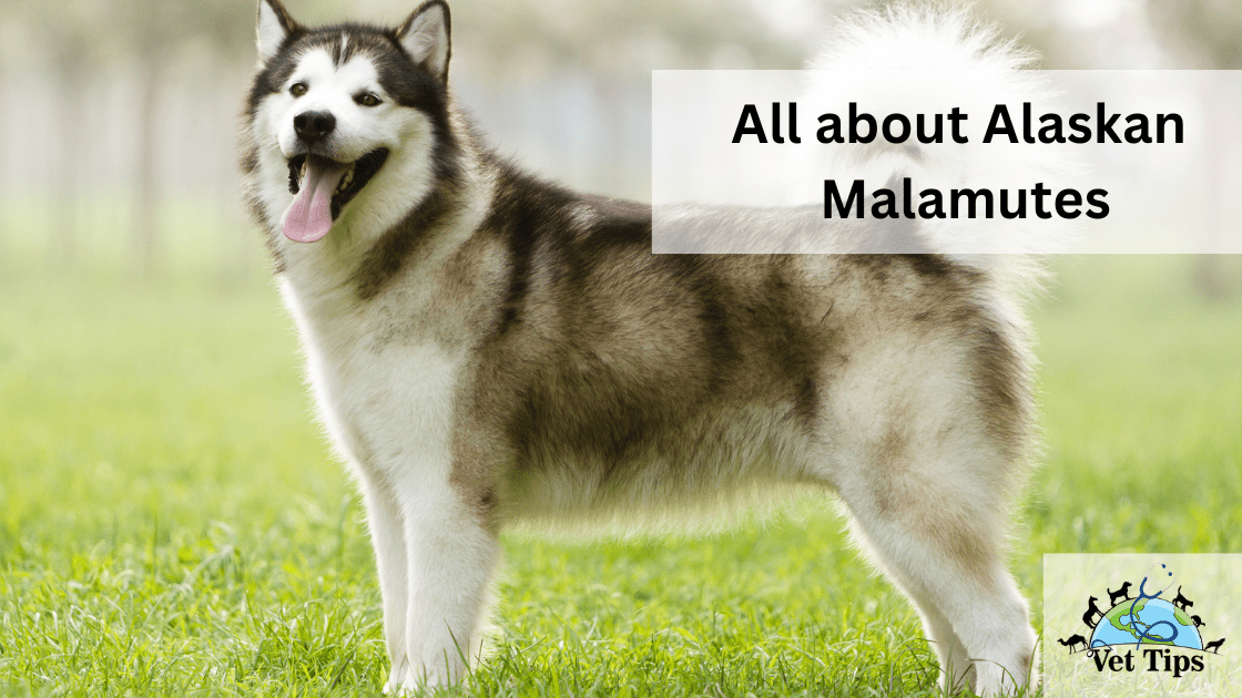 All about Alaskan Malamutes