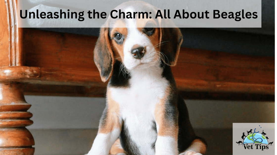 Unleashing the Charm: All About Beagles