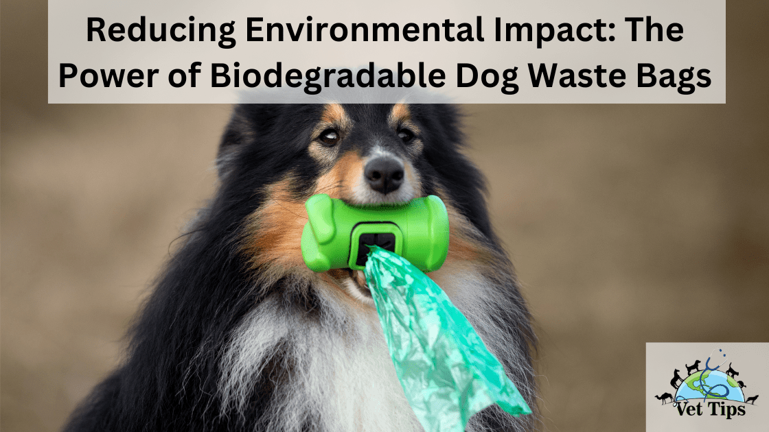 Reducing Environmental Impact: The Power of Biodegradable Dog Waste Bags