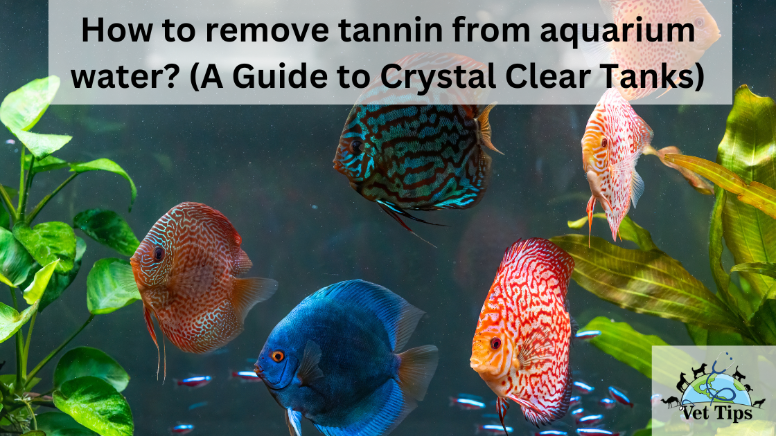How to remove tannin from aquarium water? (A Guide to Crystal Clear Tanks)