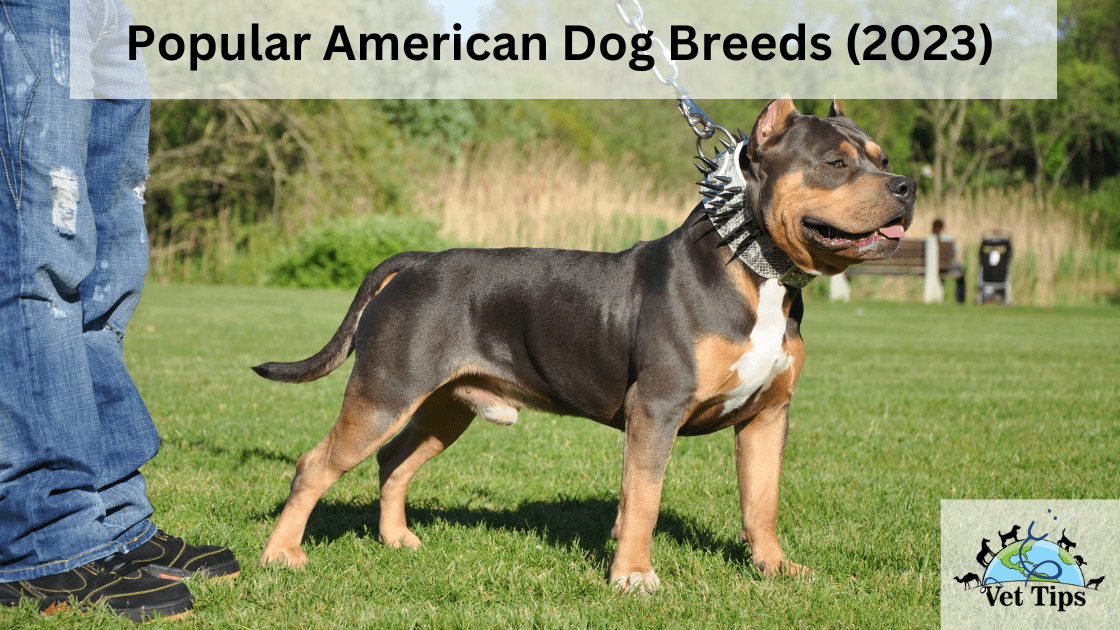 Popular American Dog Breeds (2023)
