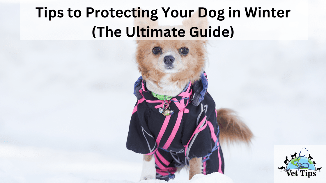 Tips to Protecting Your Dog in Winter (The Ultimate Guide)
