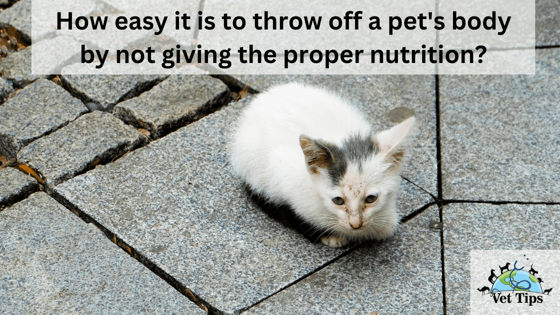 How easy it is to throw off a pet's body by not giving the proper nutrition?