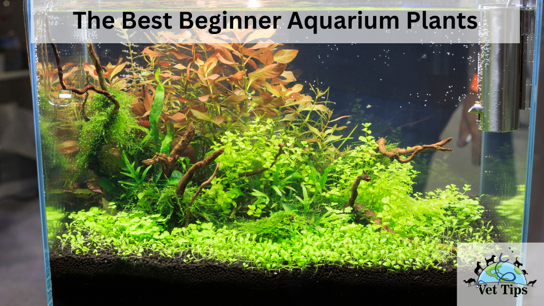 The Best Beginner Aquarium Plants