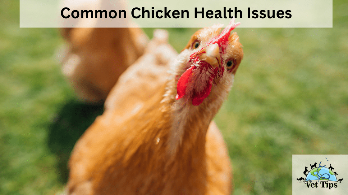 Common Chicken Health Issues