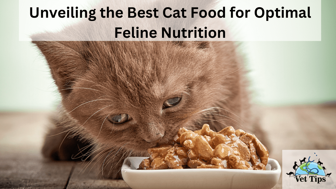 Unveiling the Best Cat Food for Optimal Feline Nutrition