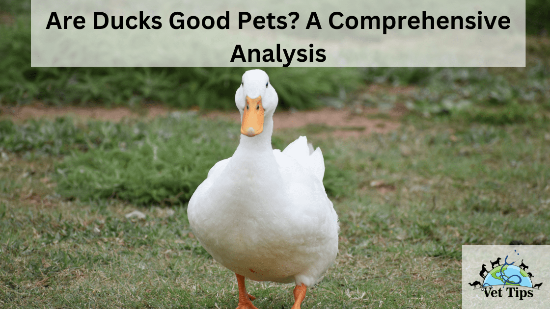 Are Ducks Good Pets? A Comprehensive Analysis