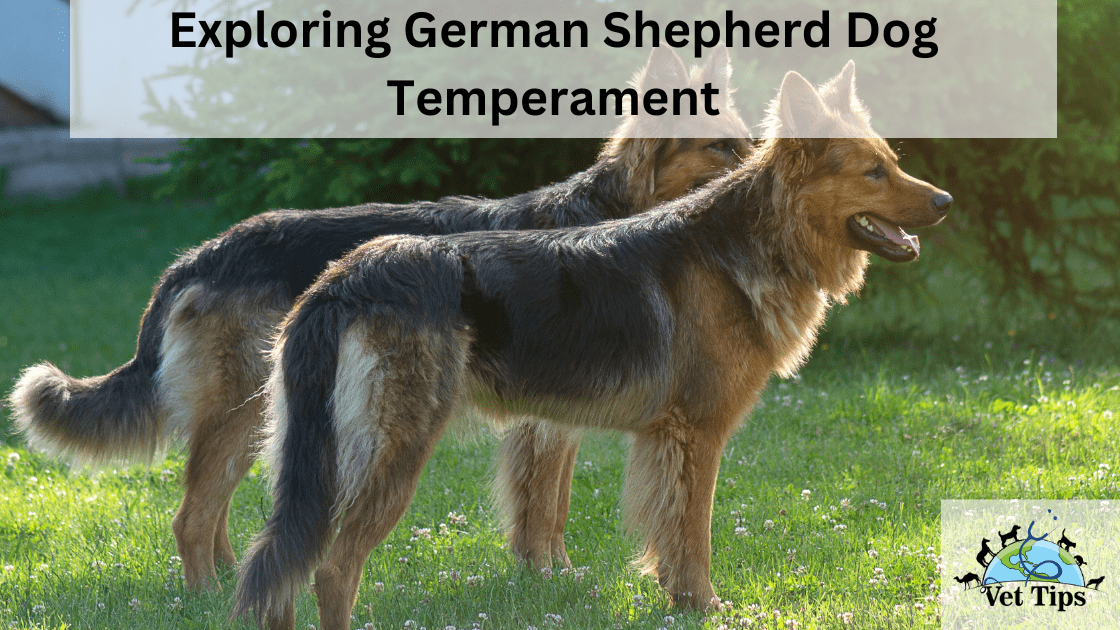 Exploring German Shepherd Dog Temperament