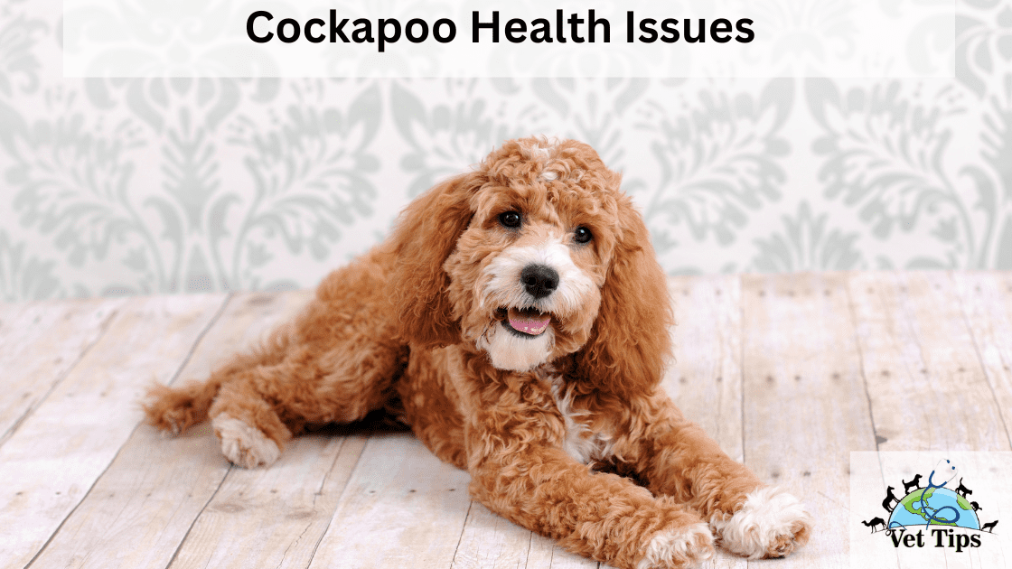 Unveiling Cockapoo Health Issues: Understanding and Addressing Concerns
