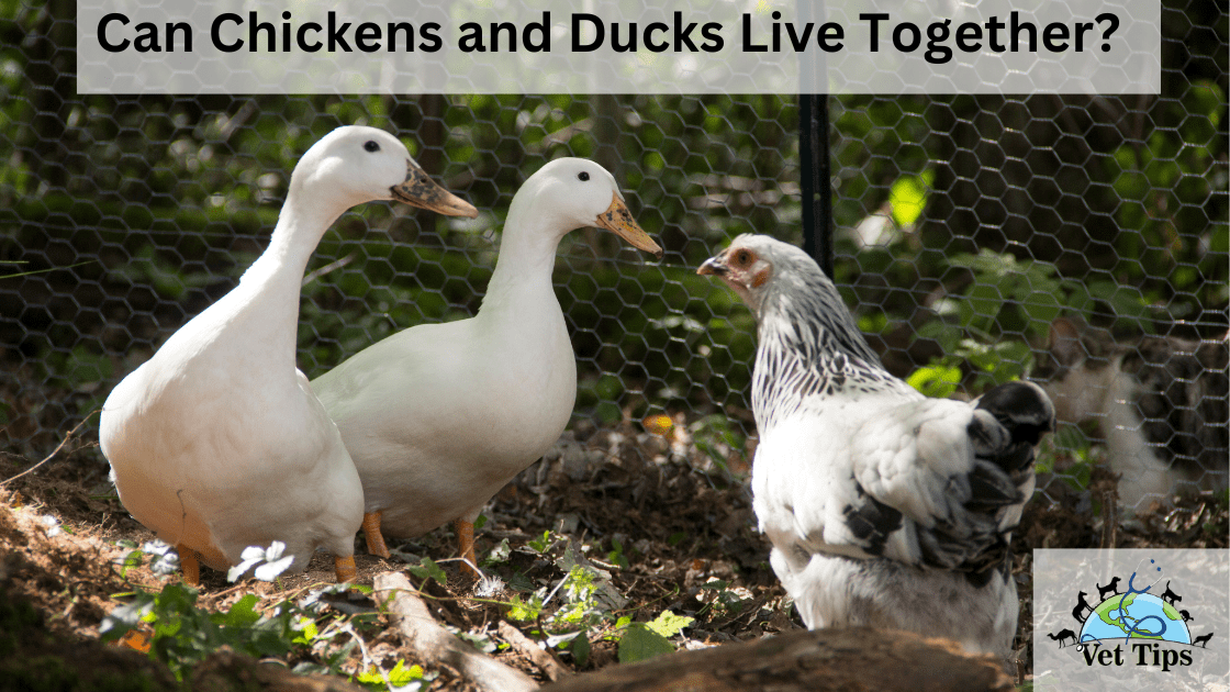 Can Chickens and Ducks Live Together?