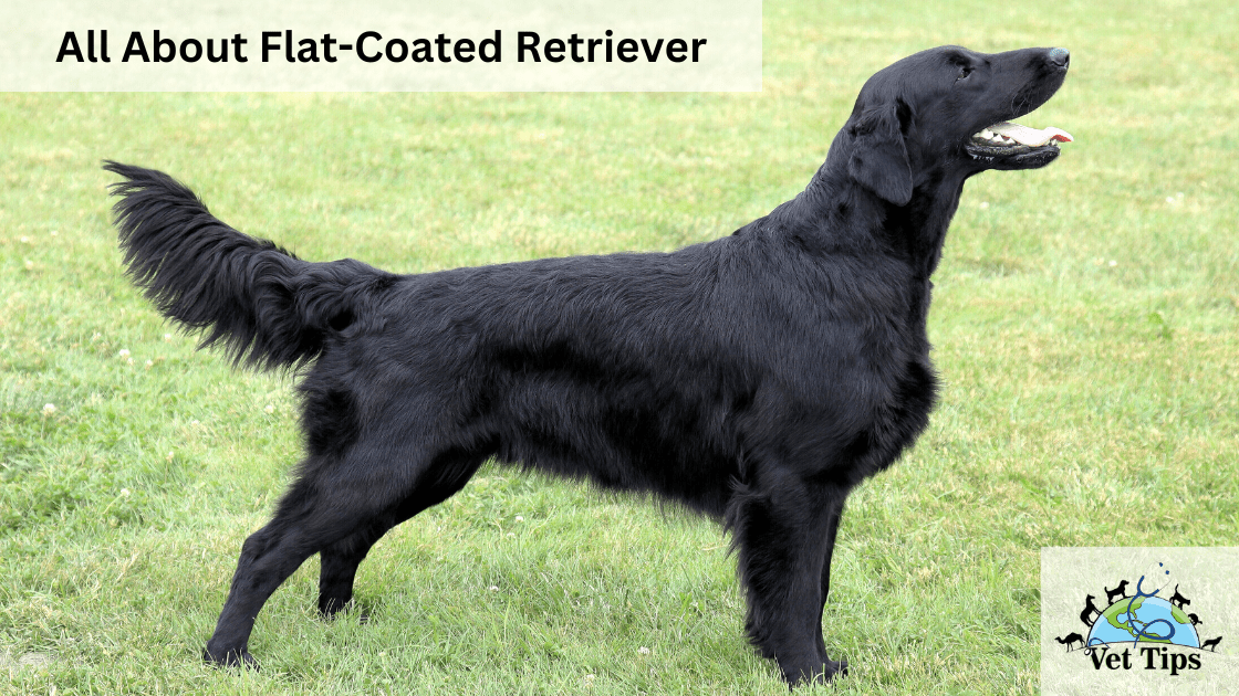 All About Flat-Coated Retriever