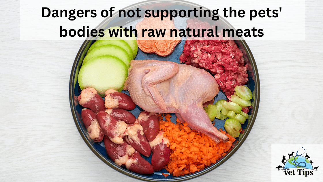 Dangers of Not Supporting the Pets’ Bodies With Raw Natural Meats