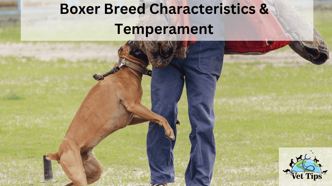 Boxer Breed Characteristics & Temperament