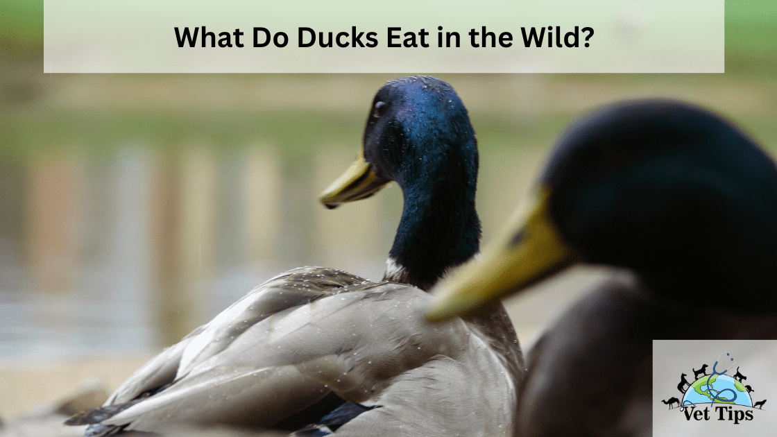 What Do Ducks Eat in the Wild?