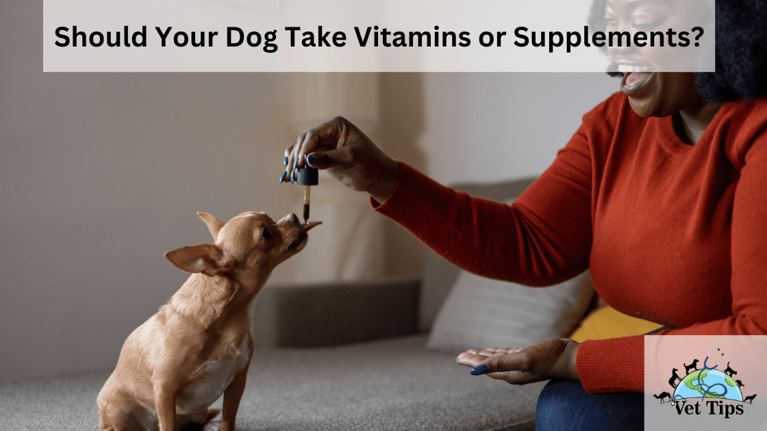 Should Your Dog Take Vitamins or Supplements?