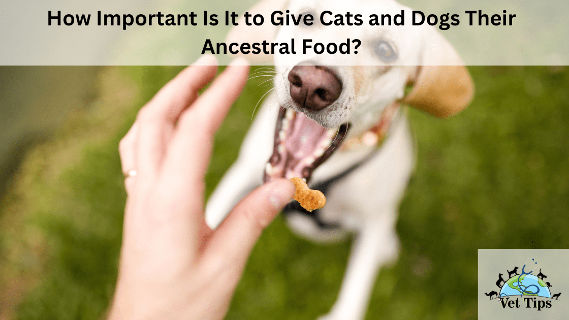How Important Is It to Give Cats and Dogs Their Ancestral Food?