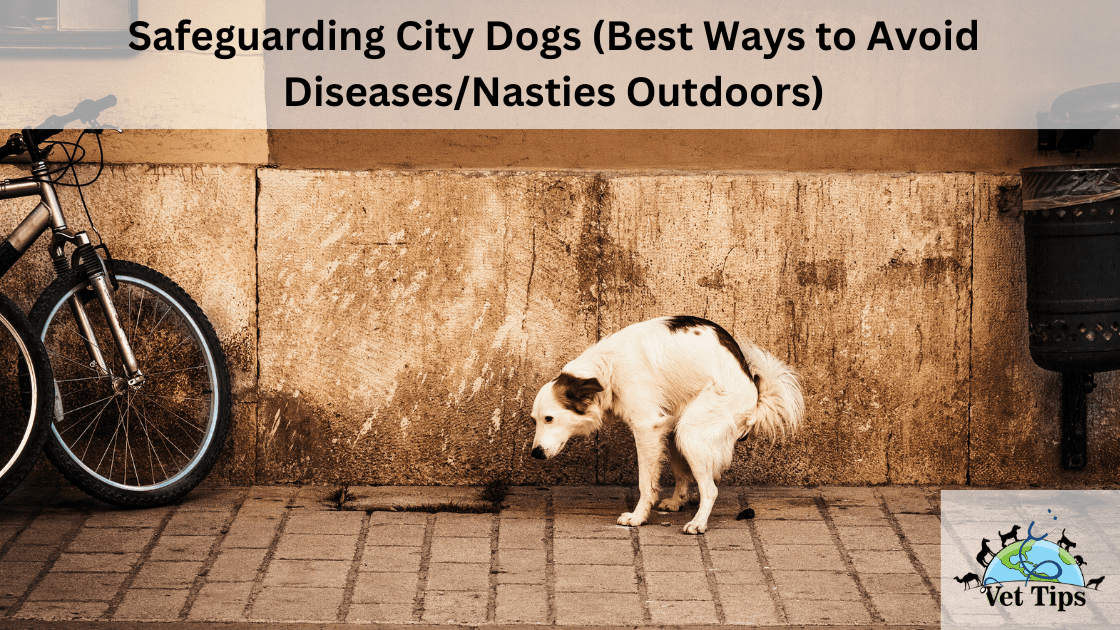 Safeguarding City Dogs (Best Ways to Avoid Diseases/Nasties Outdoors)